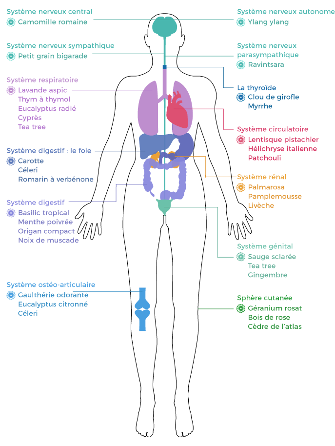 Huiles essentielles par système