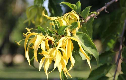 Huile essentielle système nerveux : Ylang ylang